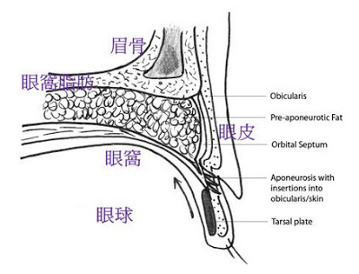 造成每人雙眼皮寬度不同的原因 造成每人雙眼皮寬度不同的原因