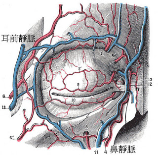 黑眼圈形成原理 黑眼圈形成原理