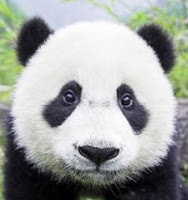 熊貓眼