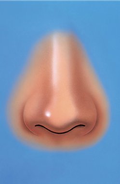 鼻頭要略突出兩側鼻翼,像海鷗的樣子, 叫海鷗線 鼻頭要略突出兩側鼻翼,像海鷗的樣子, 叫海鷗線