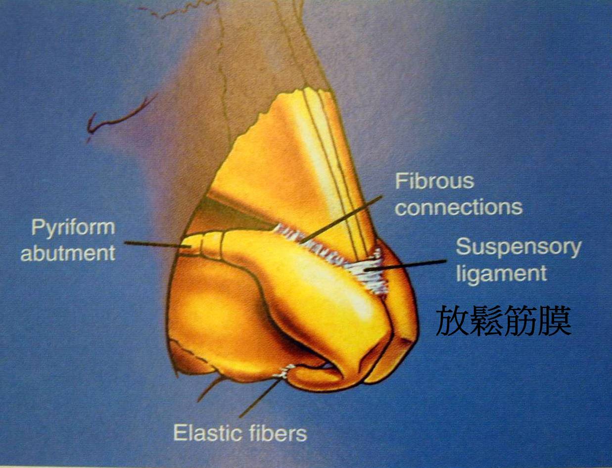 韓式隆鼻可以放鬆鼻頭組織 韓式隆鼻可以放鬆鼻頭組織, 延長鼻子
