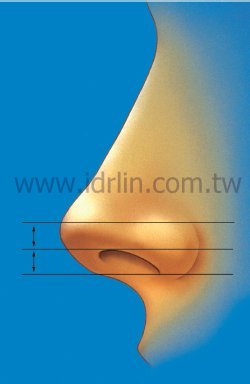 鼻頭側面的黃金比例 鼻頭側面的黃金比例