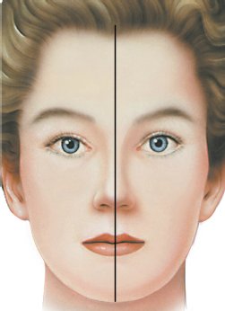 鼻子位在臉部的中線 鼻子位在臉部的中線