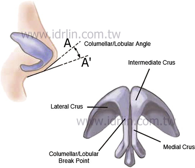 韓式隆鼻 - 鼻頭的一小步,就是鼻子美觀的一大步 韓式隆鼻 - 鼻頭的一小步,就是鼻子美觀的一大步