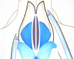 敲鼻骨可使寬鼻變窄,秀氣鼻重生 敲鼻骨可使寬鼻變窄,秀氣鼻重生